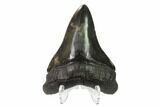 Serrated, Fossil Megalodon Tooth - Beautiful Tooth #137071-2